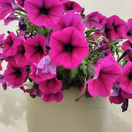 L' Arche Monolocale شقة *