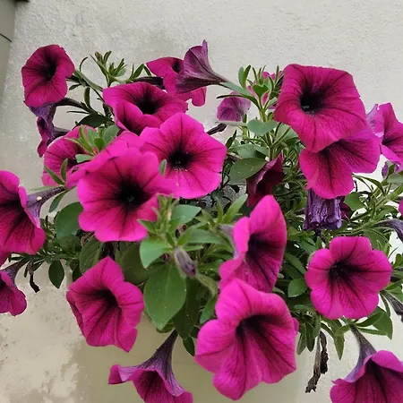 L' Arche Monolocale شقة *