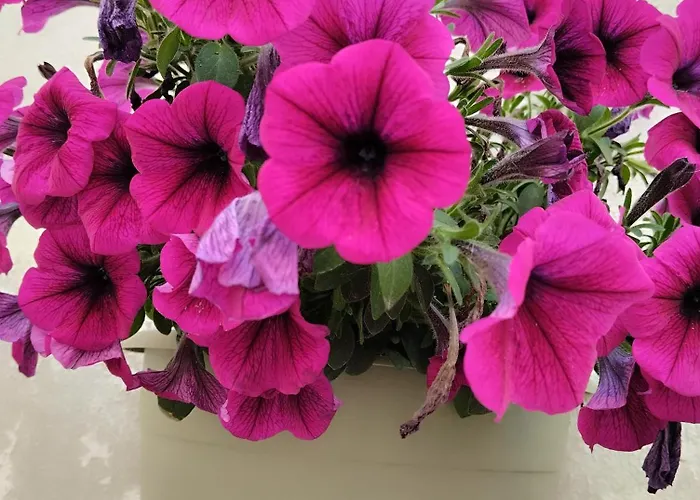 L' Arche Monolocale Appartement *