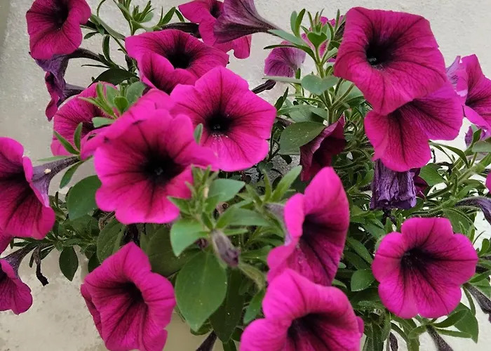 L' Arche Monolocale Appartement *